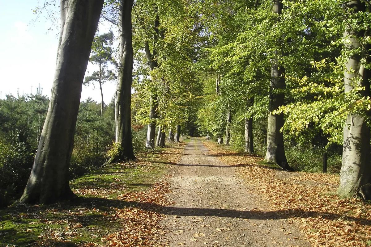 Weg durch einen Laubwald