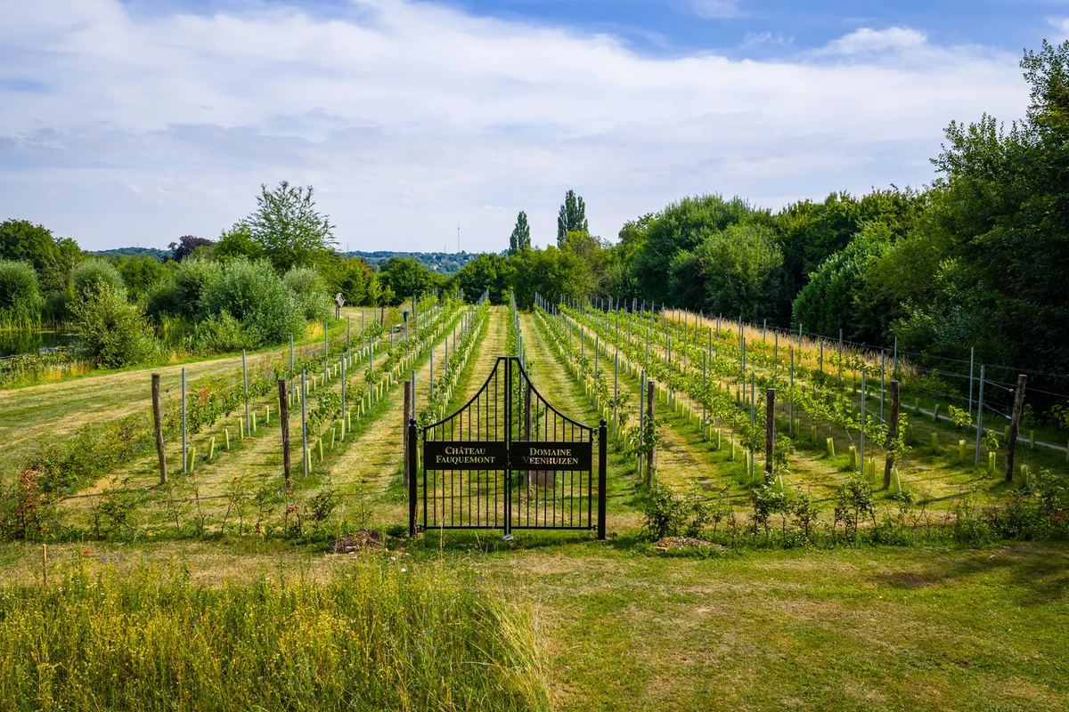 Weinberg mit Tor im Hügelland