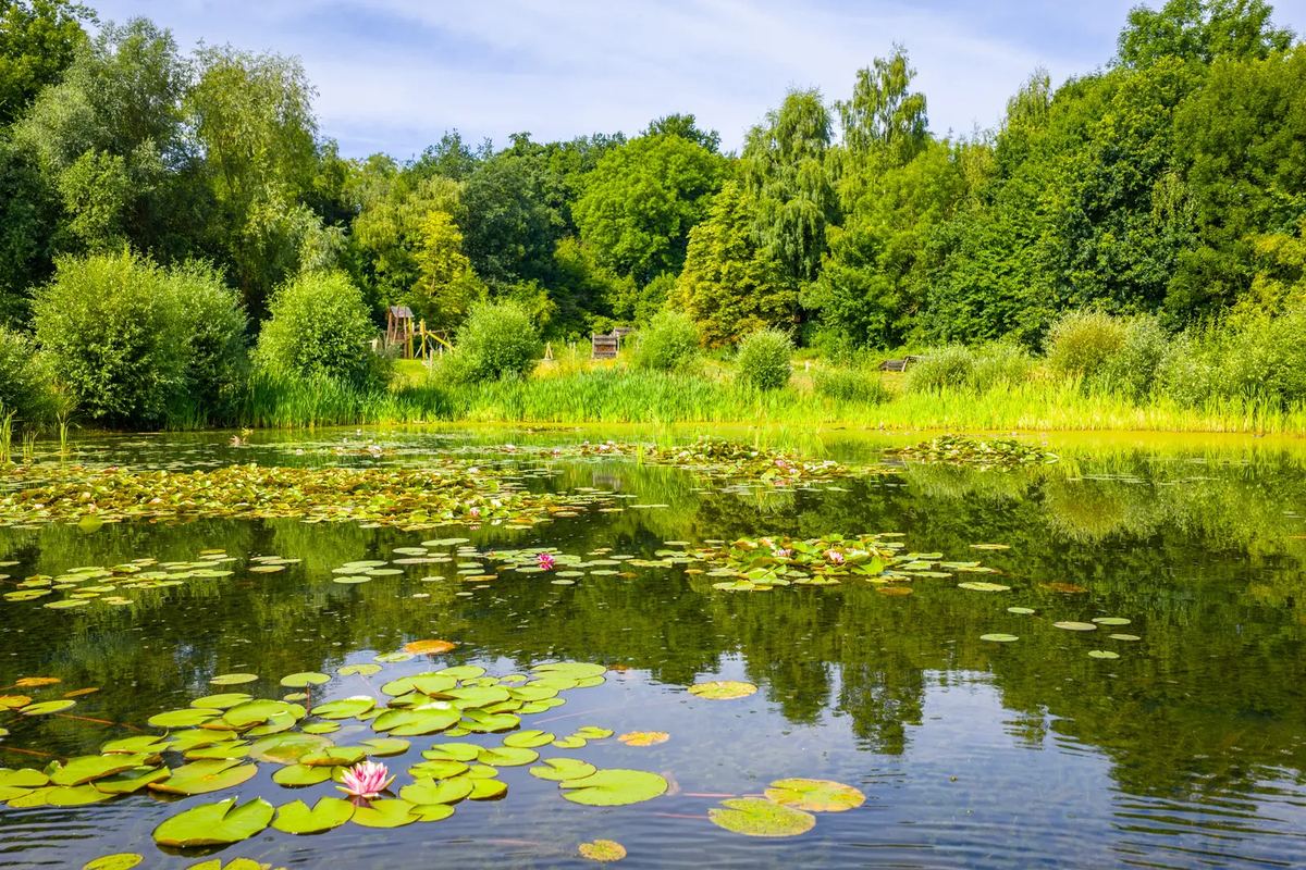 Teich mit Seerosen