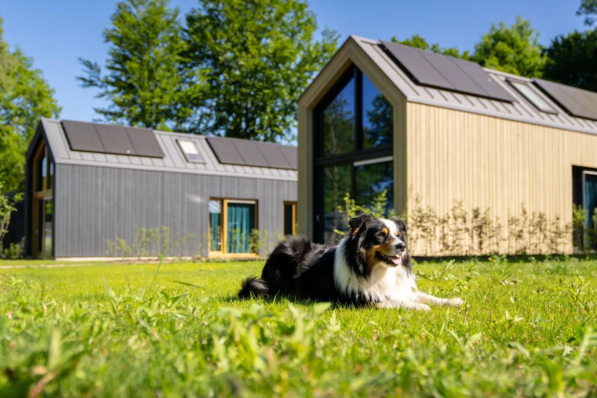Hund liegt auf dem Rasen vor Ferienhäusern