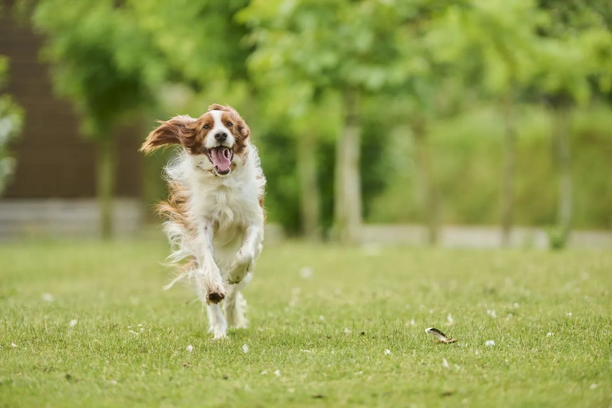 Hund rennt über eine Wiese